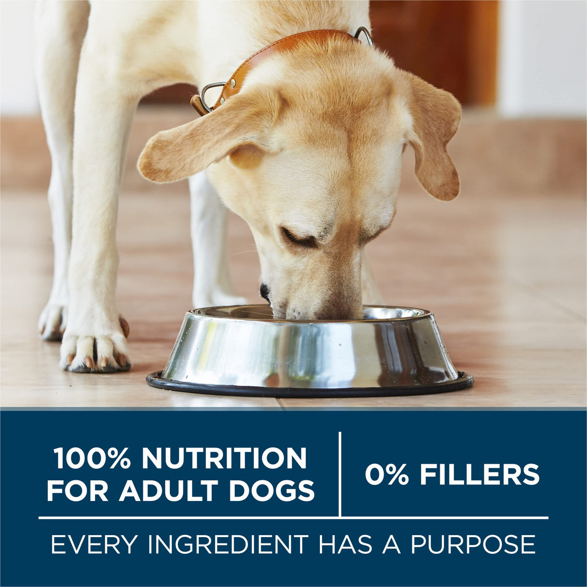Chicken Large Breed Dry Dog Food 31.1 lb Bag X8325